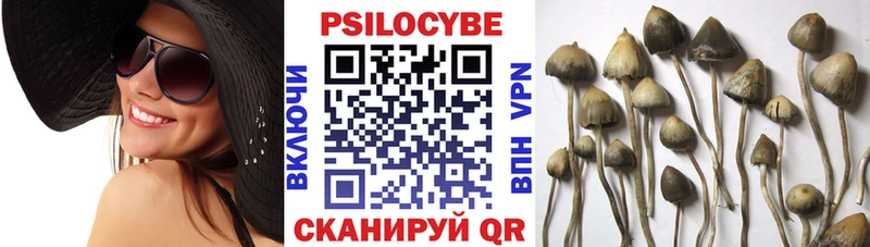 Галлюциногенные грибы Psilocybe  Купить закладки  Новоржев 
